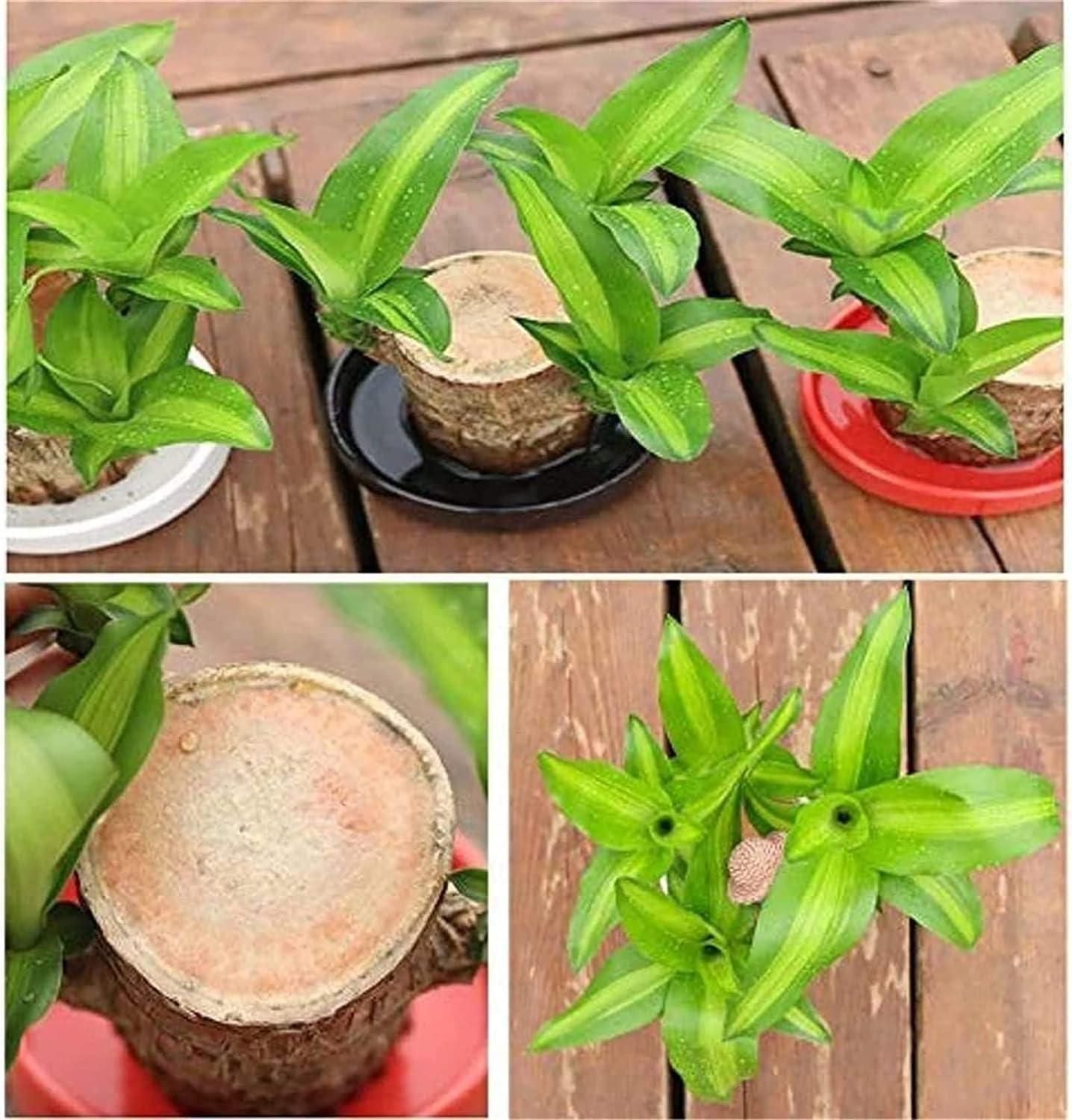 Brazilian Lucky Wood, Mini Home Plant Decorations - The Indian Home Vaultxggxt1 - 1s
