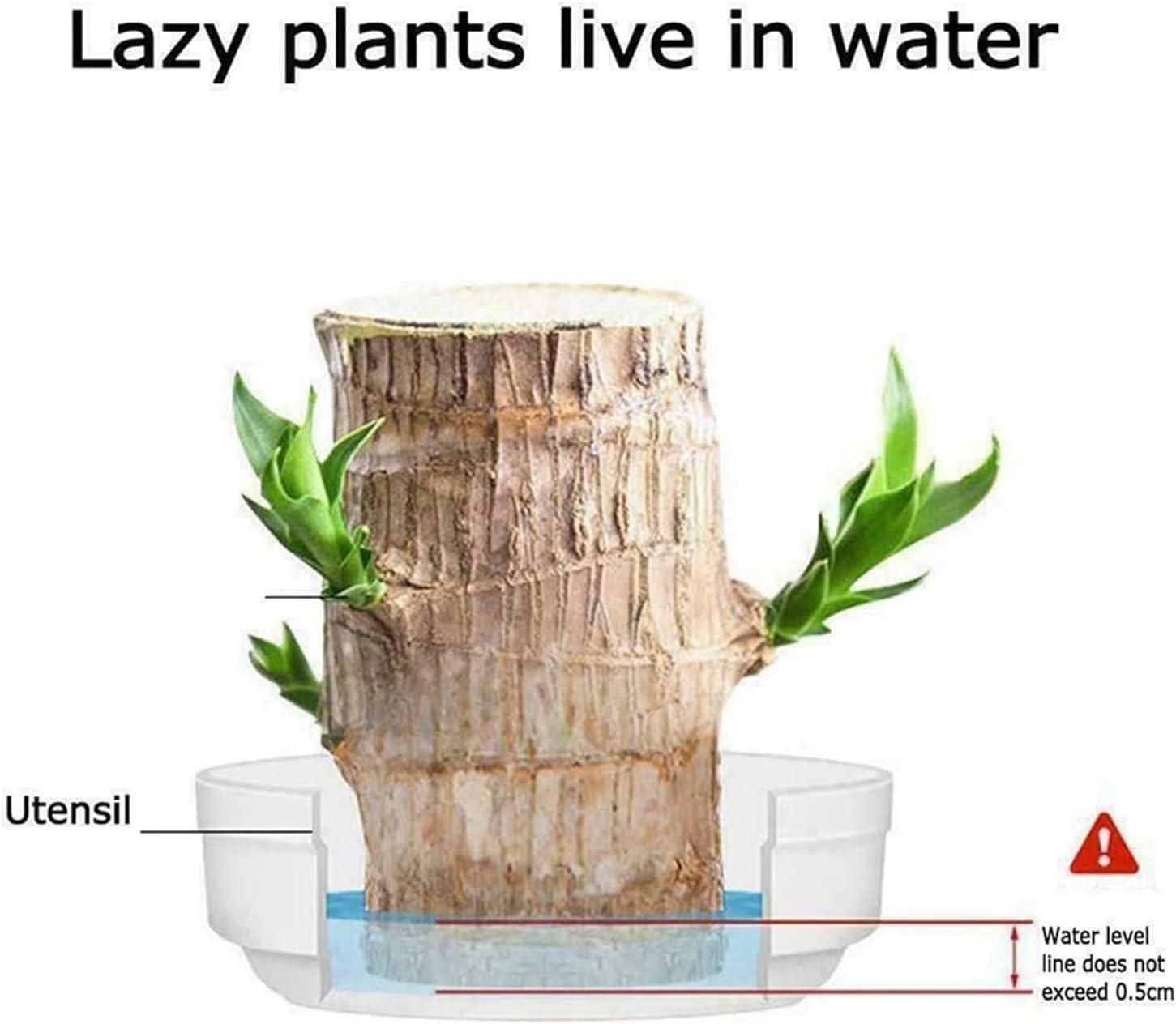 Brazilian Lucky Wood, Mini Home Plant Decorations - The Indian Home Vaultxggxt1 - 1s