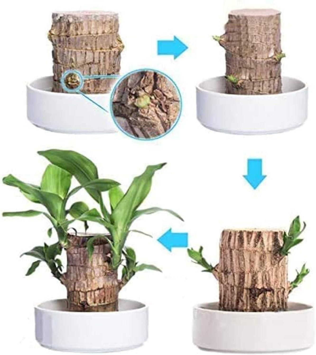 Brazilian Lucky Wood, Mini Home Plant Decorations - The Indian Home Vaultxggxt1 - 1s