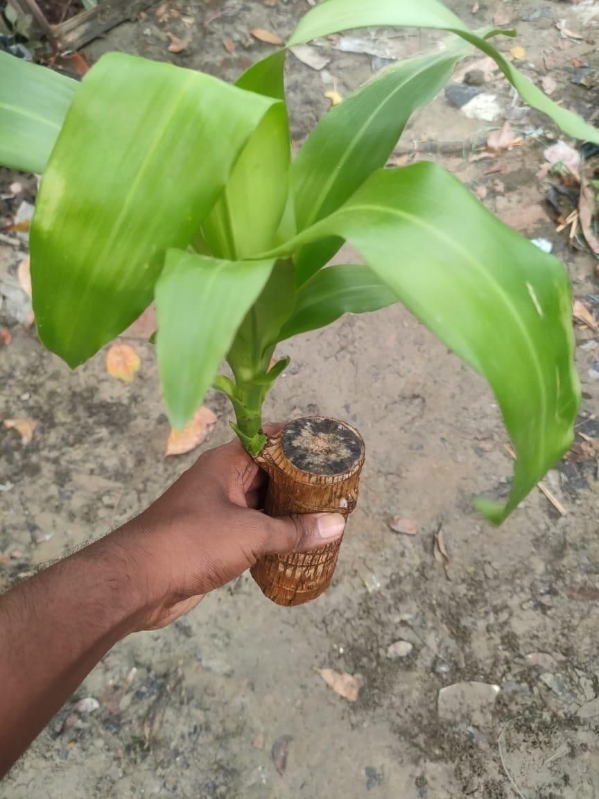 Brazilian Lucky Wood, Mini Home Plant Decorations - The Indian Home Vaultxggxt1 - 1s