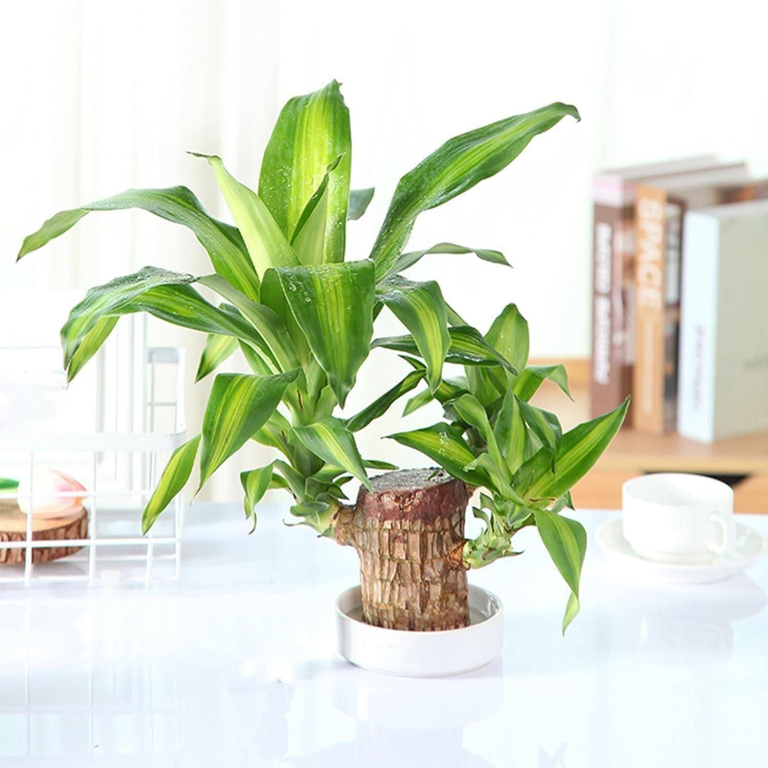 Brazilian Lucky Wood, Mini Home Plant Decorations - The Indian Home Vaultxggxt1 - 1s